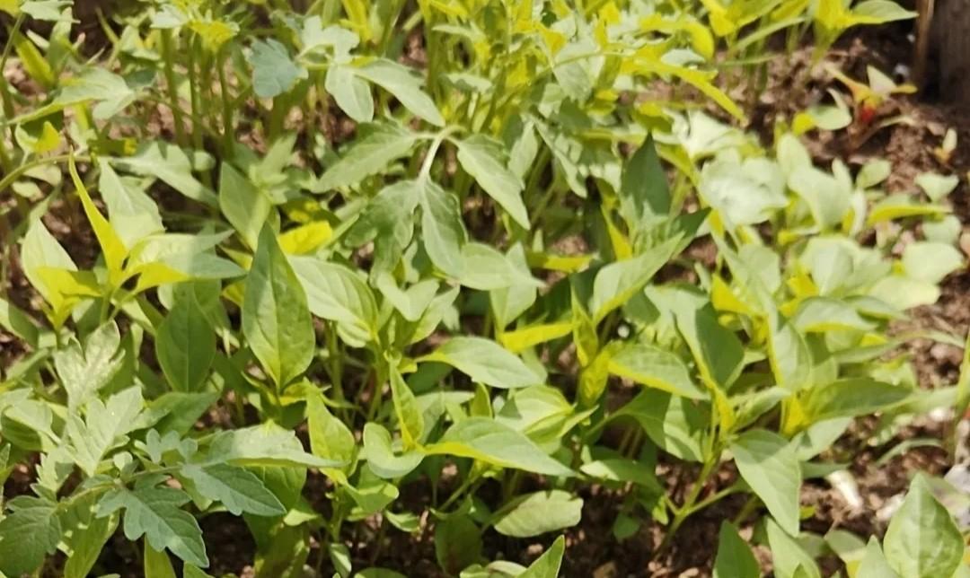 明日大寒，非必要不种菜！但有4种蔬菜可种，2种可赶早育苗