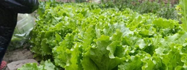 生菜高产“三字诀”：忌、勤、晚！很多人不懂，难怪长得慢还抽苔