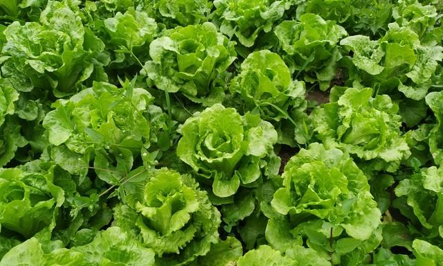 生菜高产“三字诀”：忌、勤、晚！很多人不懂，难怪长得慢还抽苔