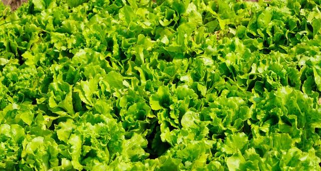 生菜高产“三字诀”：忌、勤、晚！很多人不懂，难怪长得慢还抽苔