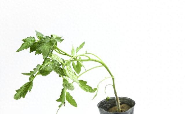 种菜泡种掌握“黄金时长”，种子发芽快、出苗齐，新手必看