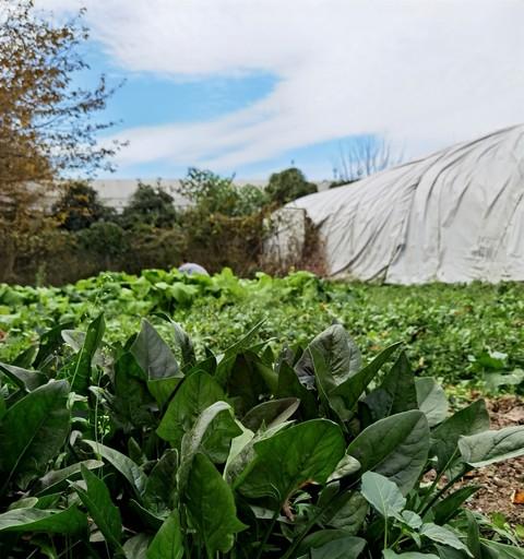 种菜泡种掌握“黄金时长”，种子发芽快、出苗齐，新手必看