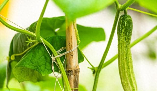 别再买水溶肥！自制超简单，3样就能做，肥效足还环保，菜长得旺