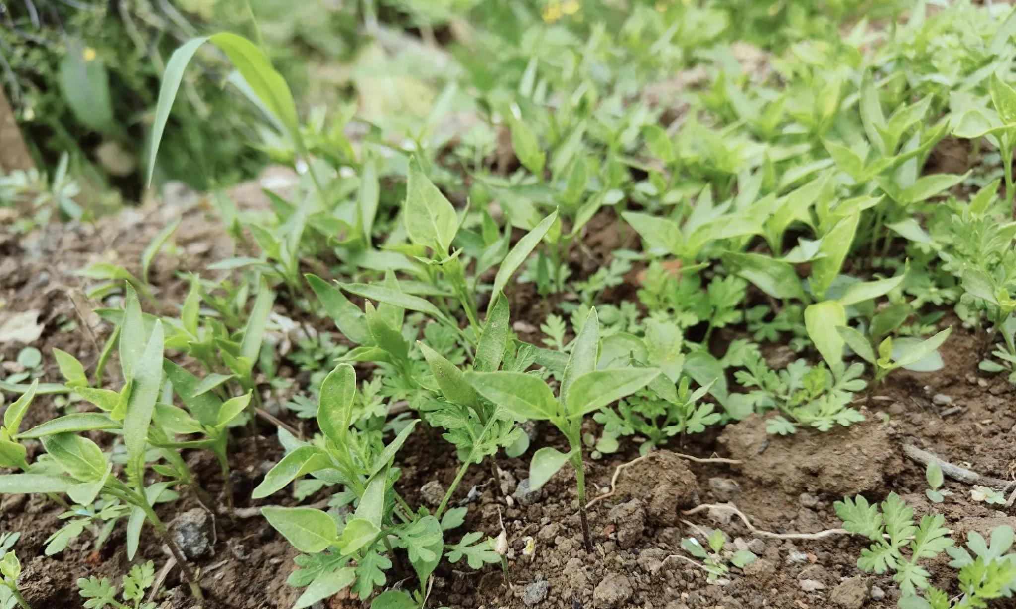 今日大寒，立春不远，1月下旬这6种蔬菜千万别再种，另5种可种