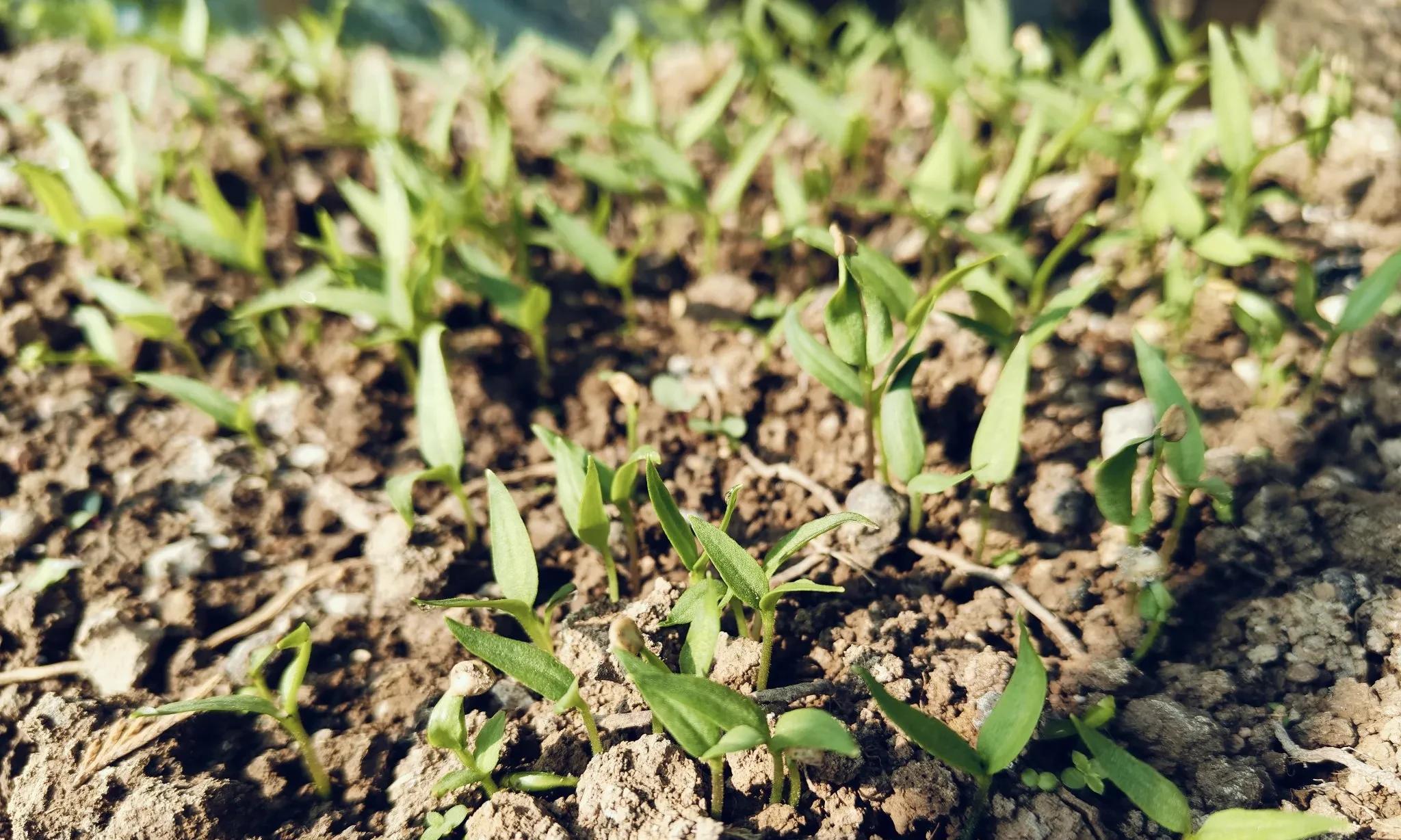 今日大寒，立春不远，1月下旬这6种蔬菜千万别再种，另5种可种