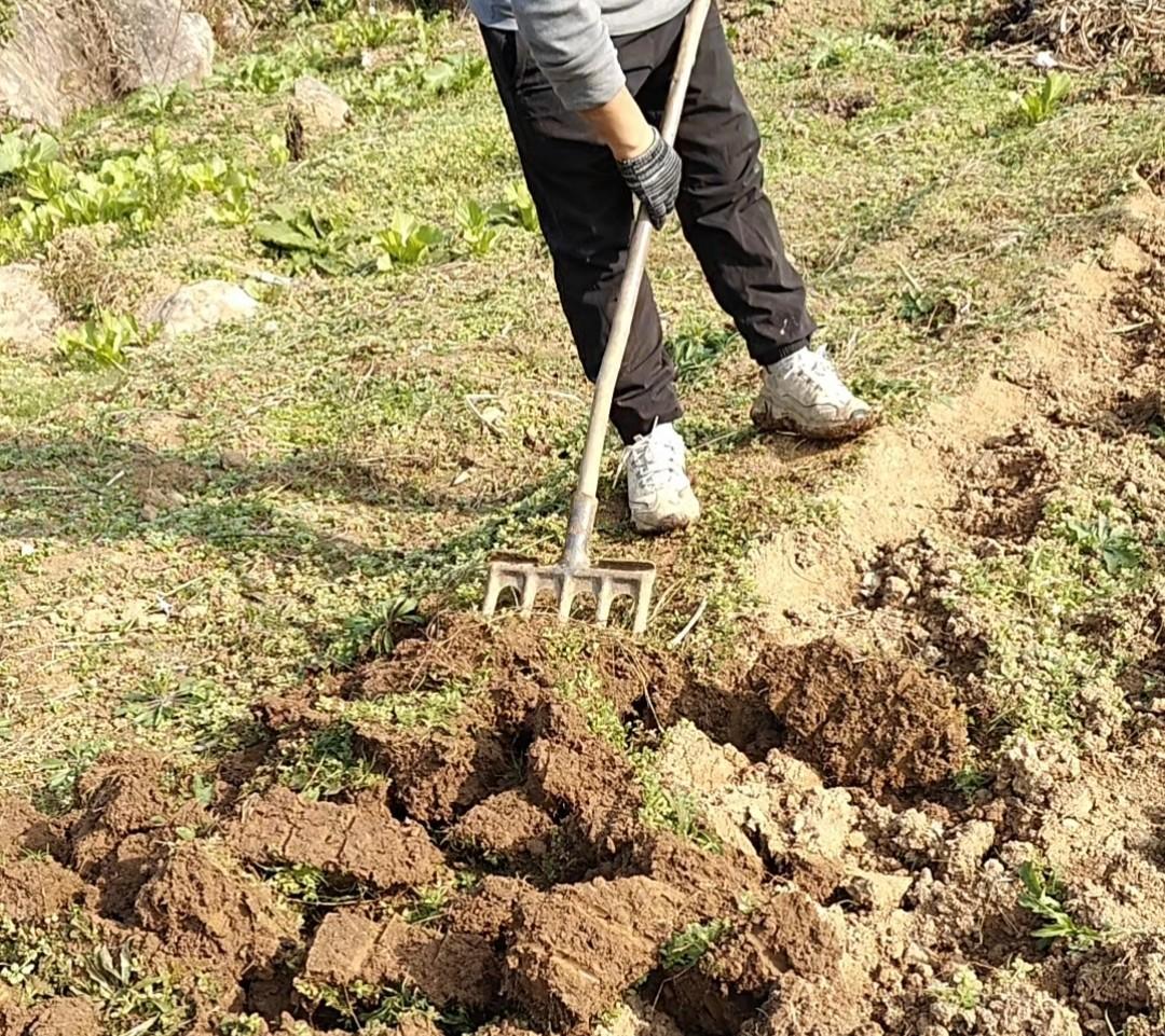 今日大寒，立春不远，1月下旬这6种蔬菜千万别再种，另5种可种