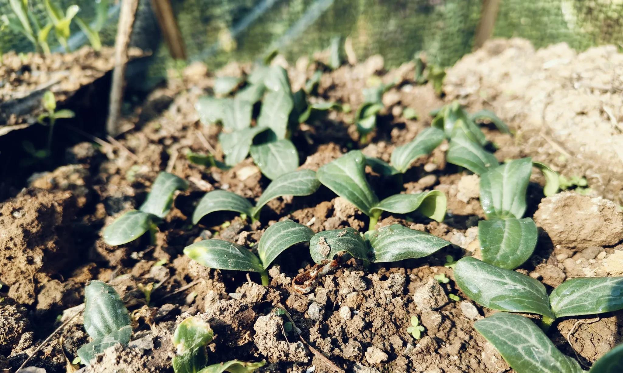 今日大寒，立春不远，1月下旬这6种蔬菜千万别再种，另5种可种