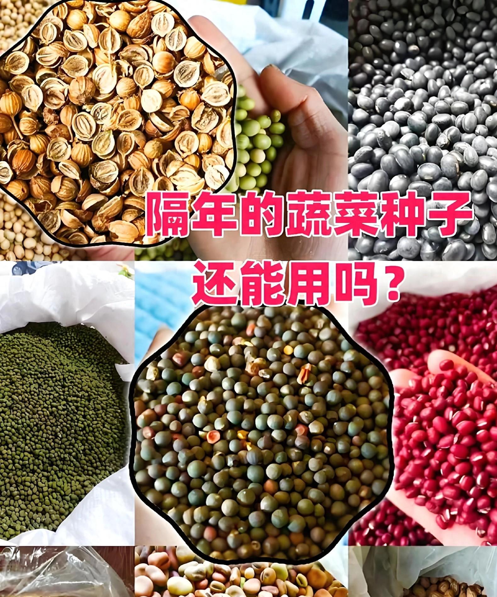 这4类蔬菜千万别买秧苗！老农直接撒种子，长得又快又省心！