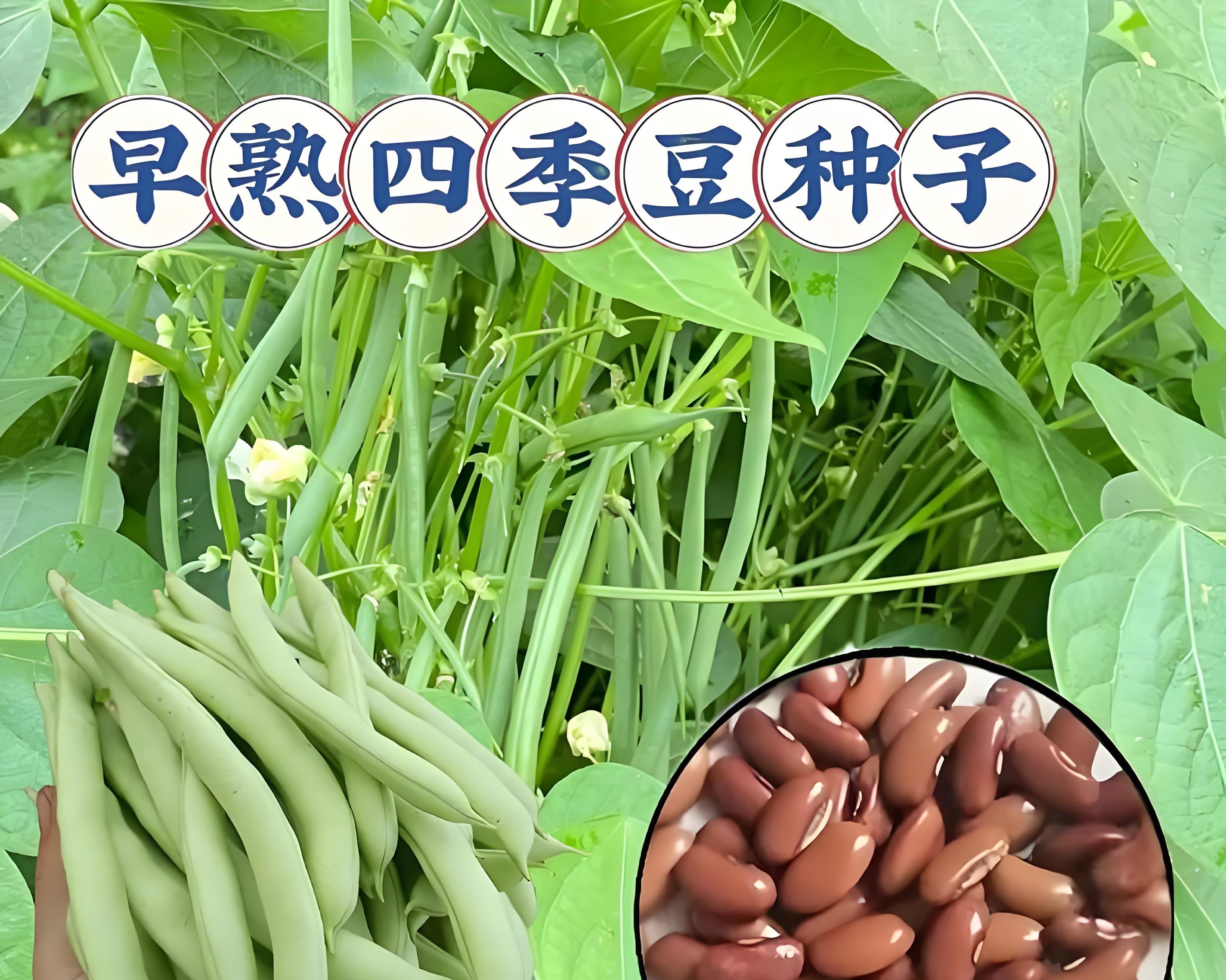 这4类蔬菜千万别买秧苗！老农直接撒种子，长得又快又省心！