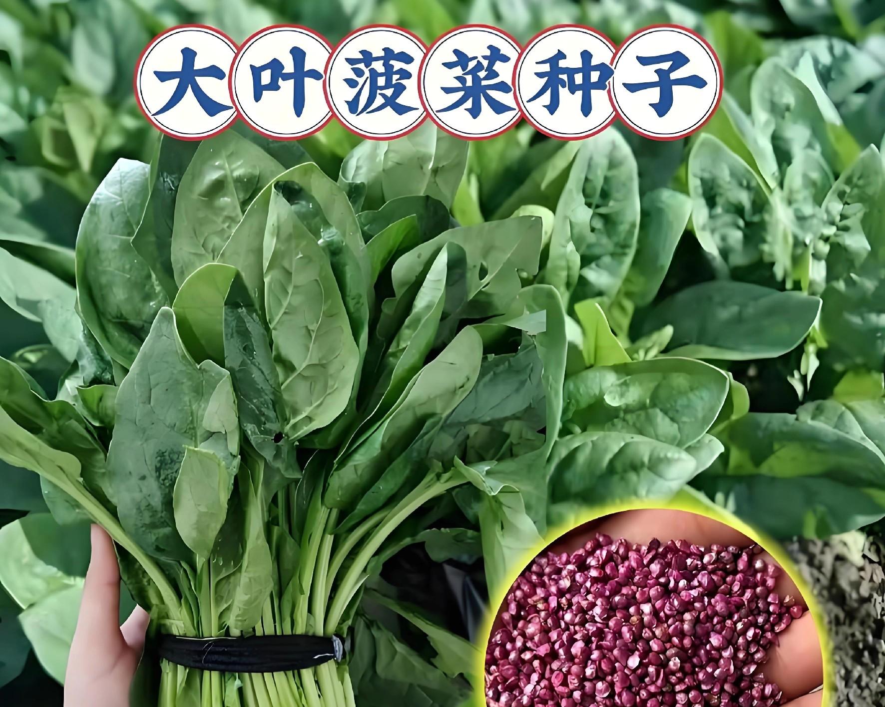 这4类蔬菜千万别买秧苗！老农直接撒种子，长得又快又省心！