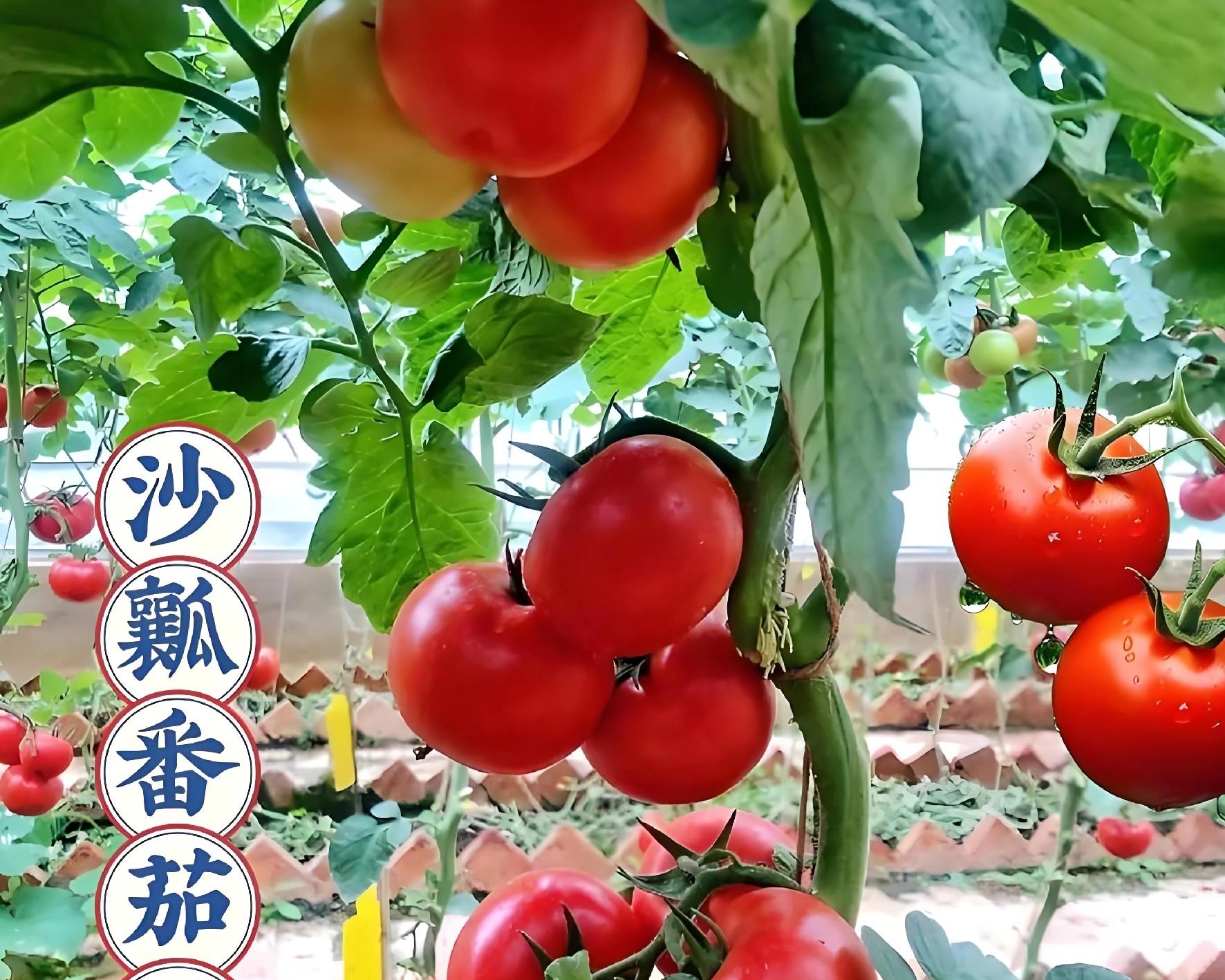 这4类蔬菜千万别买秧苗！老农直接撒种子，长得又快又省心！