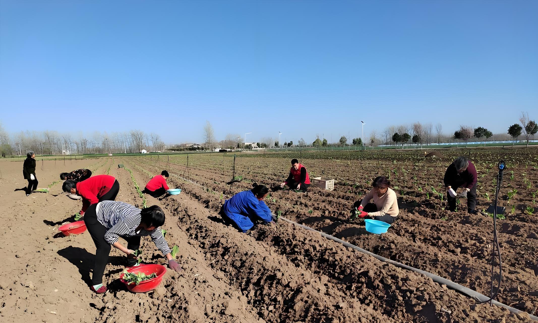 3月、4月、5月种啥菜？北方春播时间表来了！