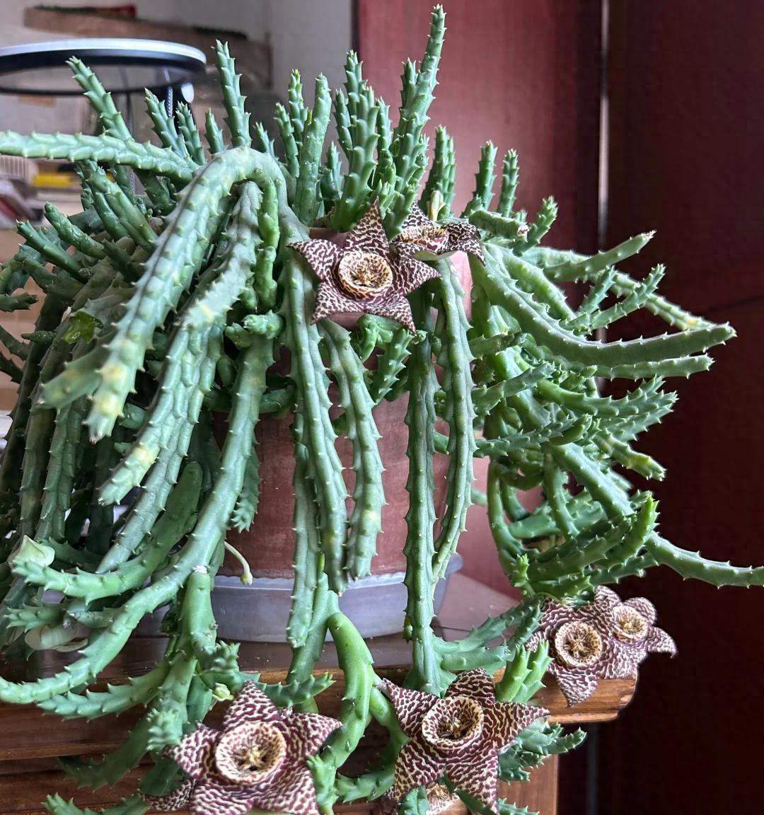 女子养“13年的多肉开满海星花”，直呼好邪恶，网友：我都想扔了