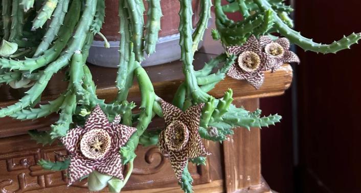 女子养“13年的多肉开满海星花”，直呼好邪恶，网友：我都想扔了