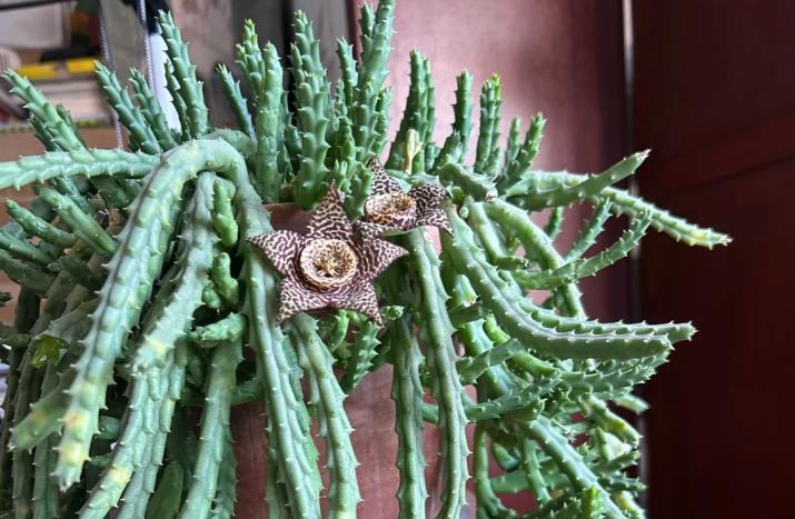 女子养“13年的多肉开满海星花”，直呼好邪恶，网友：我都想扔了