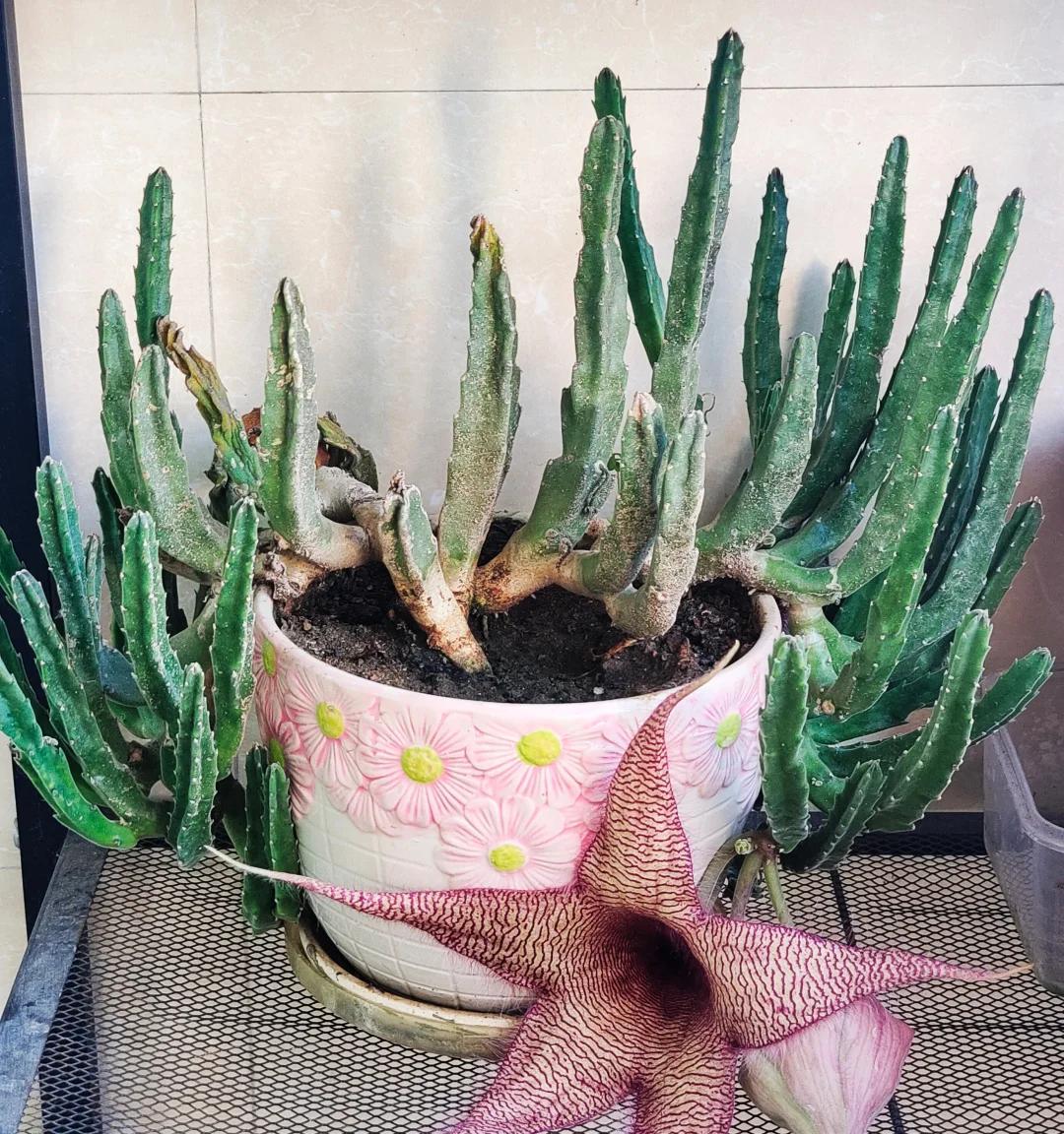 女子养“13年的多肉开满海星花”，直呼好邪恶，网友：我都想扔了