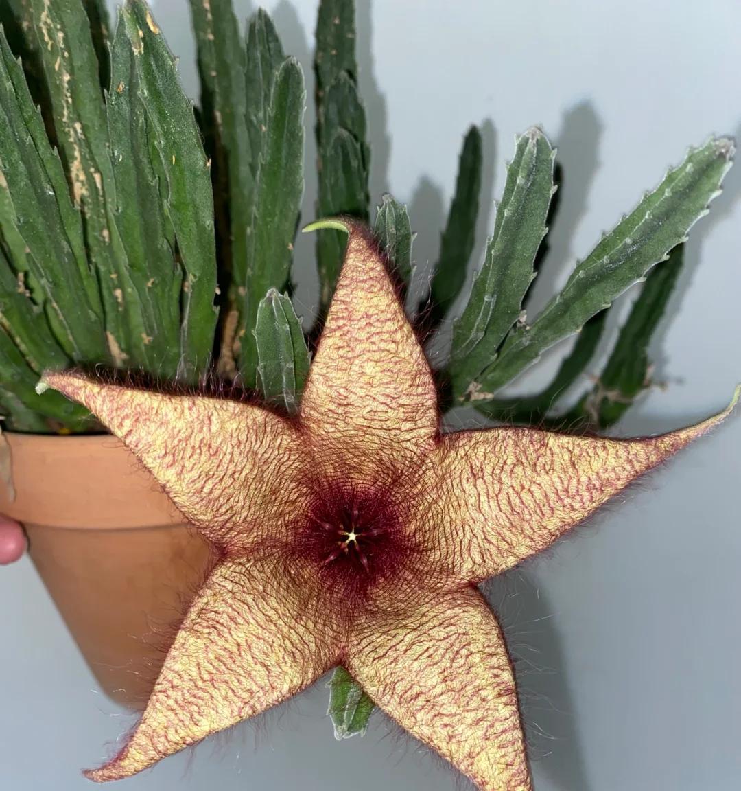 女子养“13年的多肉开满海星花”，直呼好邪恶，网友：我都想扔了