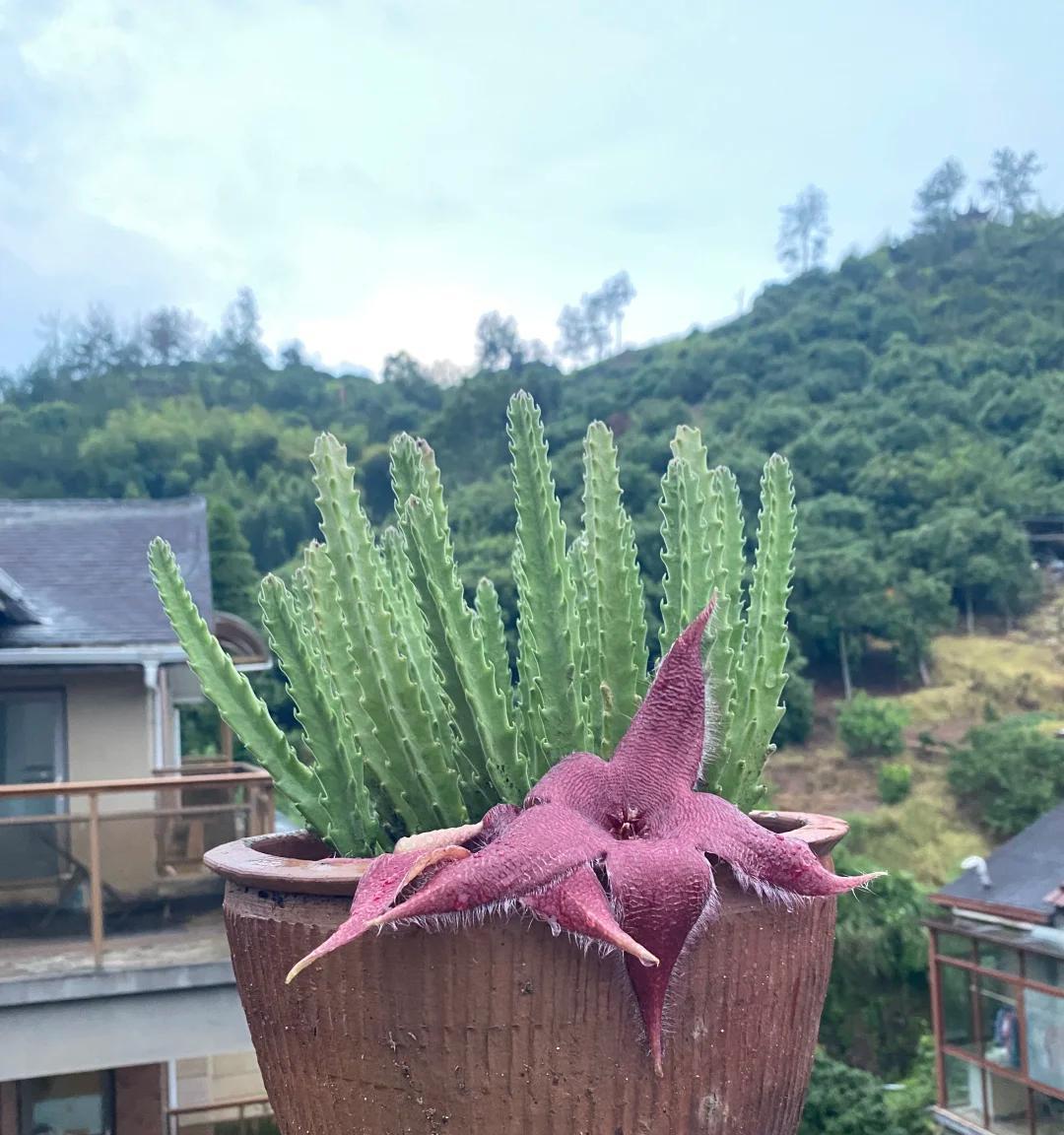 女子养“13年的多肉开满海星花”，直呼好邪恶，网友：我都想扔了