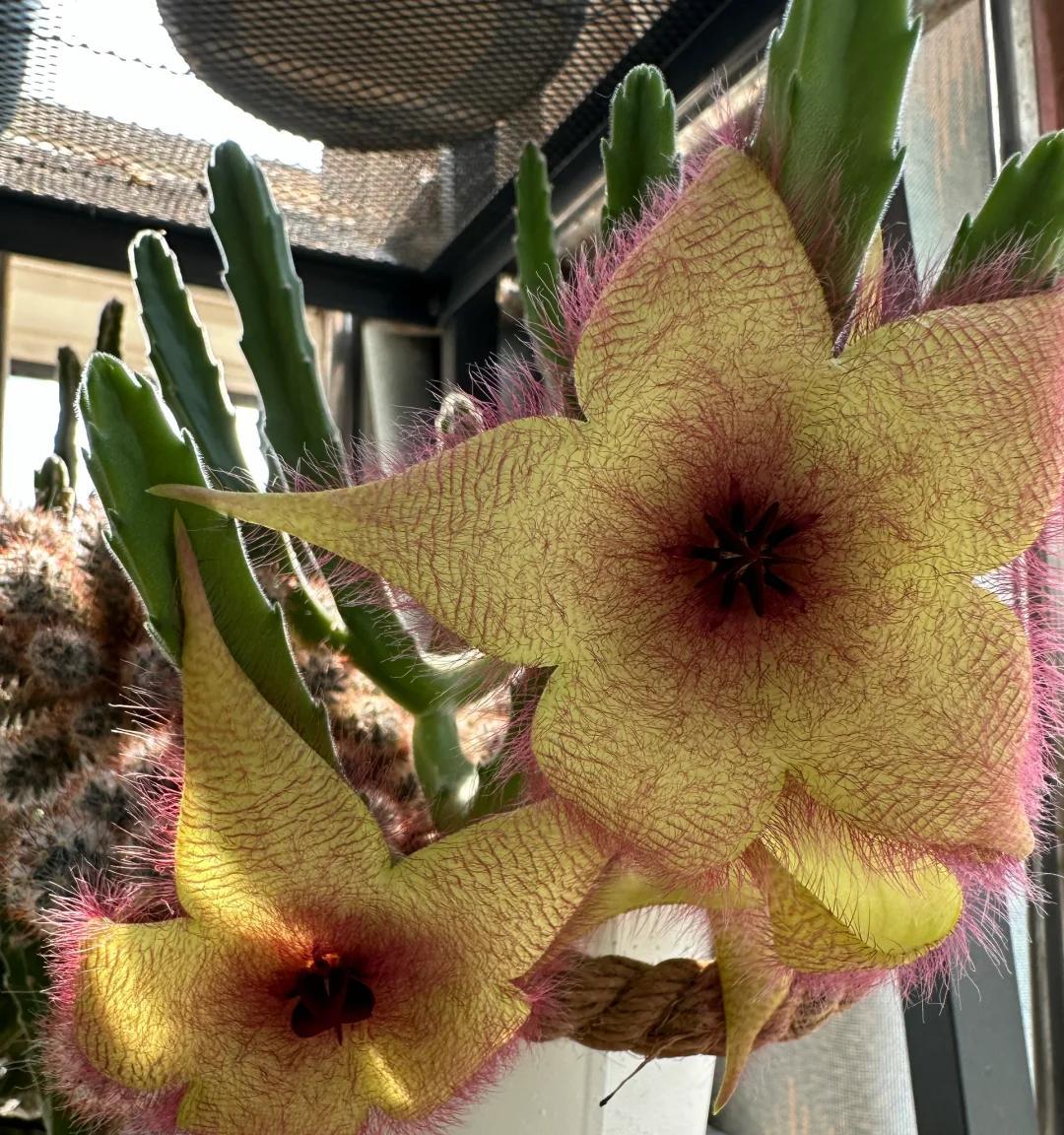 女子养“13年的多肉开满海星花”，直呼好邪恶，网友：我都想扔了