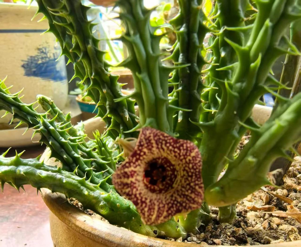 女子养“13年的多肉开满海星花”，直呼好邪恶，网友：我都想扔了