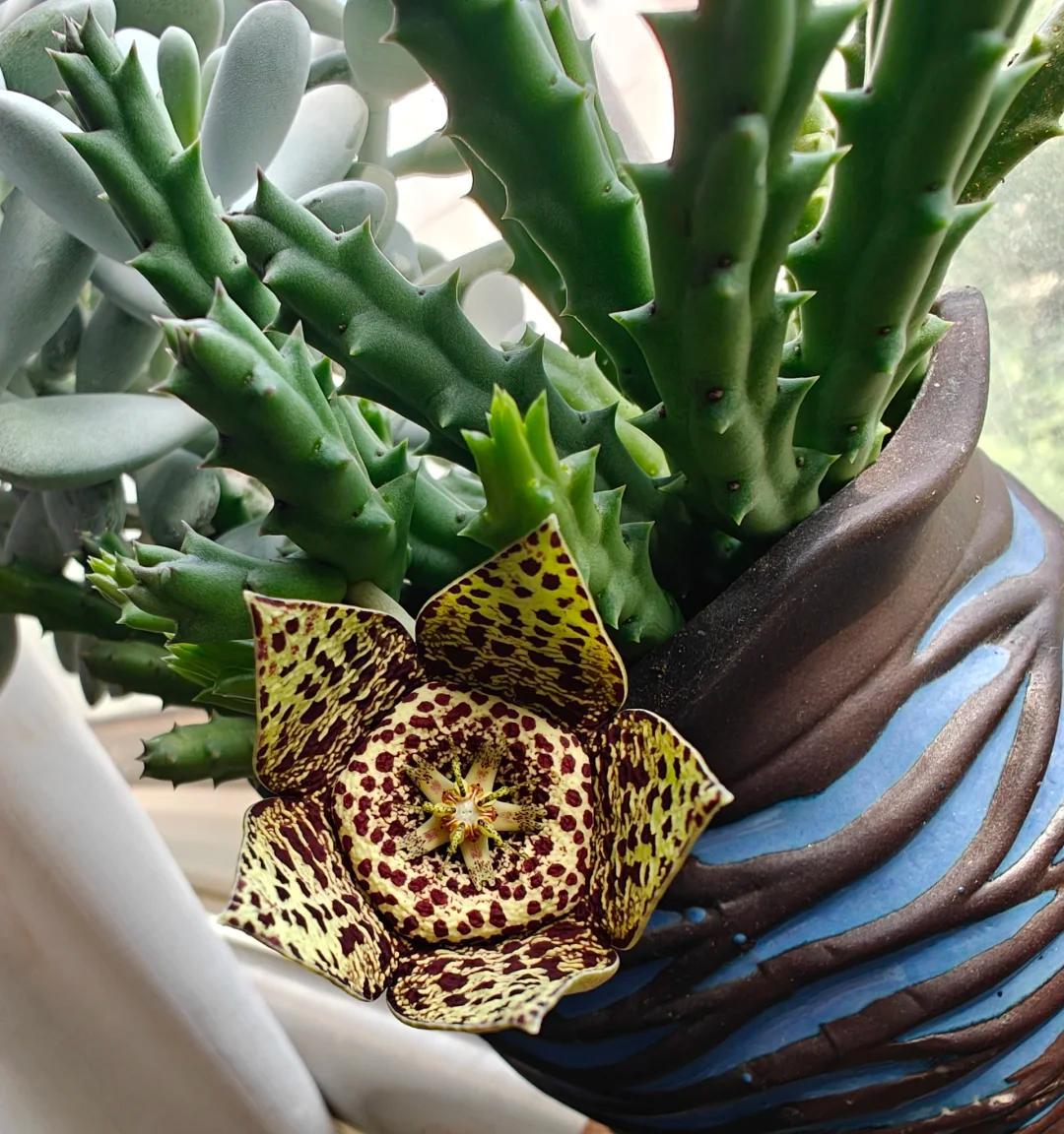 女子养“13年的多肉开满海星花”，直呼好邪恶，网友：我都想扔了