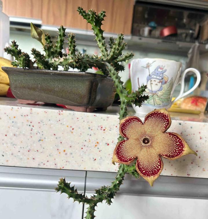 女子养“13年的多肉开满海星花”，直呼好邪恶，网友：我都想扔了