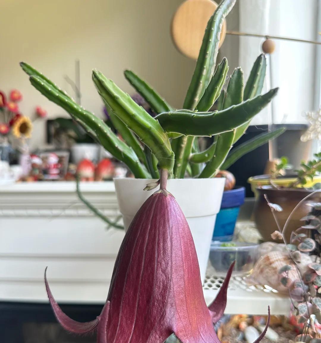 女子养“13年的多肉开满海星花”，直呼好邪恶，网友：我都想扔了