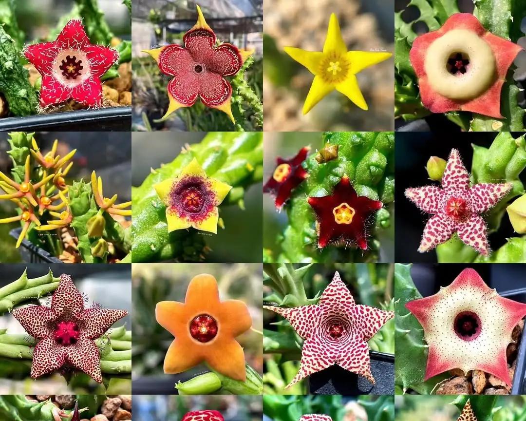 女子养“13年的多肉开满海星花”，直呼好邪恶，网友：我都想扔了