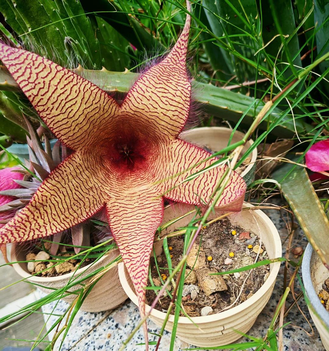 女子养“13年的多肉开满海星花”，直呼好邪恶，网友：我都想扔了