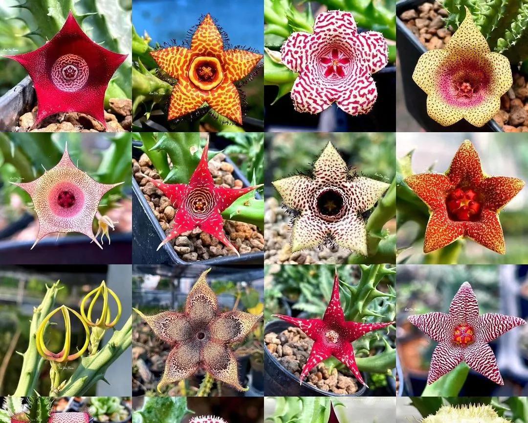 女子养“13年的多肉开满海星花”，直呼好邪恶，网友：我都想扔了