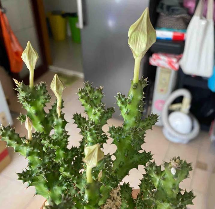 女子养“13年的多肉开满海星花”，直呼好邪恶，网友：我都想扔了