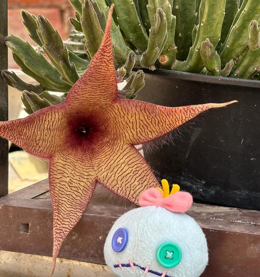 女子养“13年的多肉开满海星花”，直呼好邪恶，网友：我都想扔了