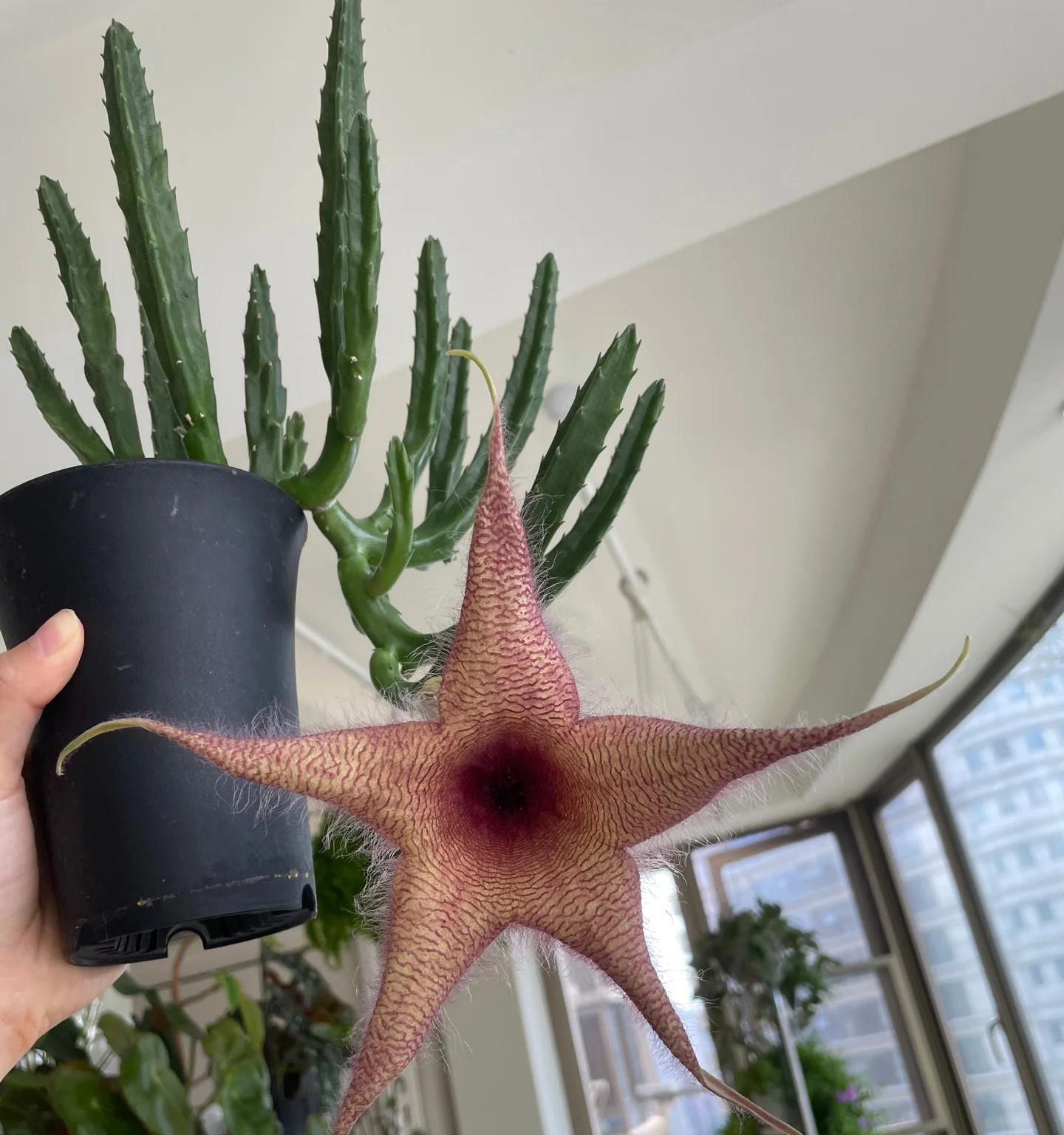 女子养“13年的多肉开满海星花”，直呼好邪恶，网友：我都想扔了