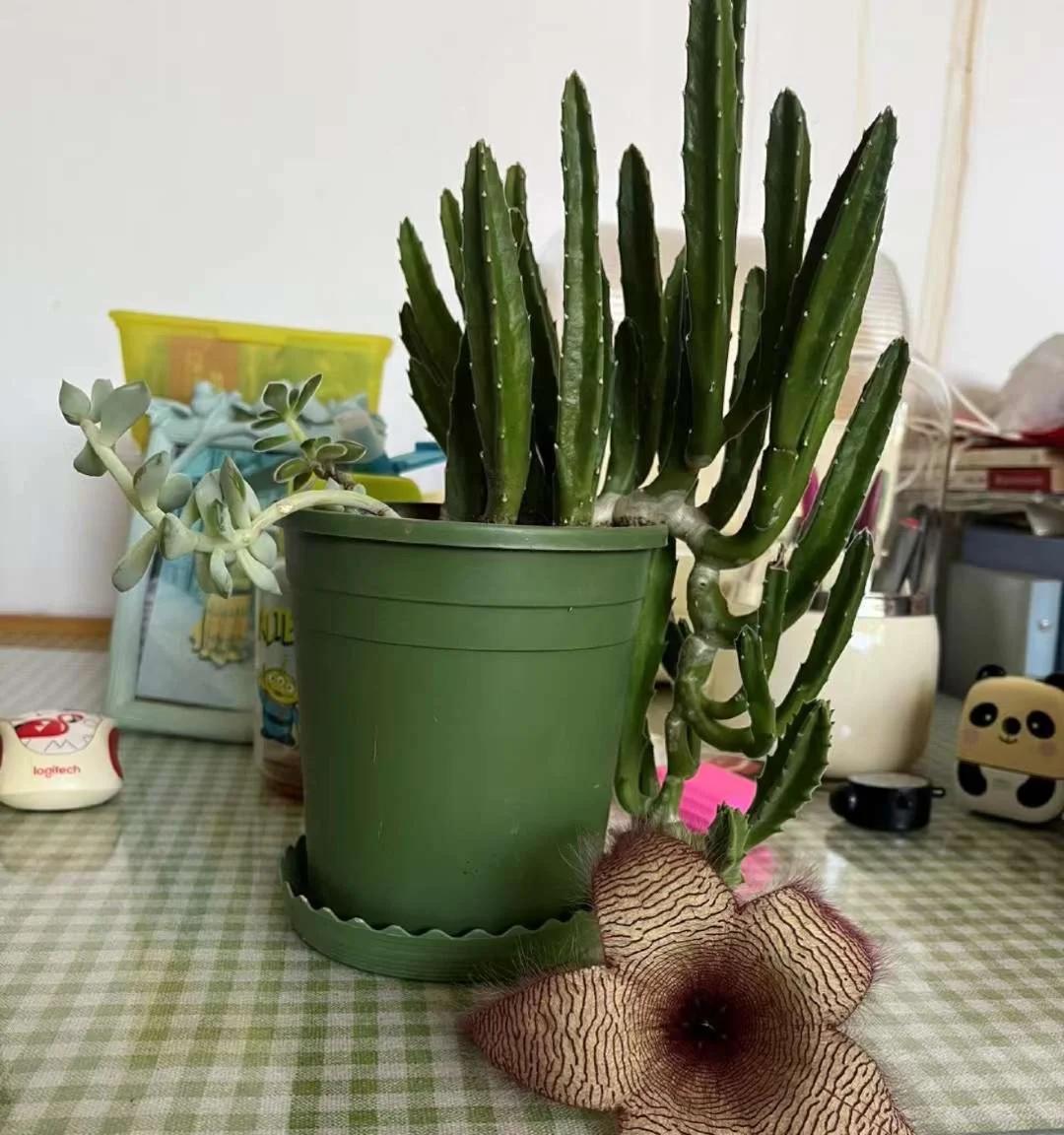 女子养“13年的多肉开满海星花”，直呼好邪恶，网友：我都想扔了