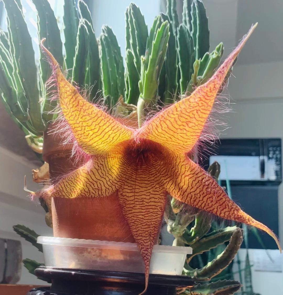 女子养“13年的多肉开满海星花”，直呼好邪恶，网友：我都想扔了