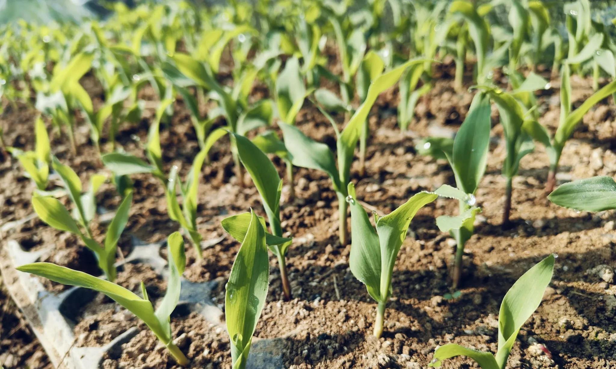 大寒已过，立春不远！春季蔬菜是自己育苗好还是买苗好？一文看懂