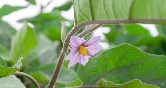 种子催芽学会这几个“小技巧”，芽齐又粗壮，育苗成功率提升90%