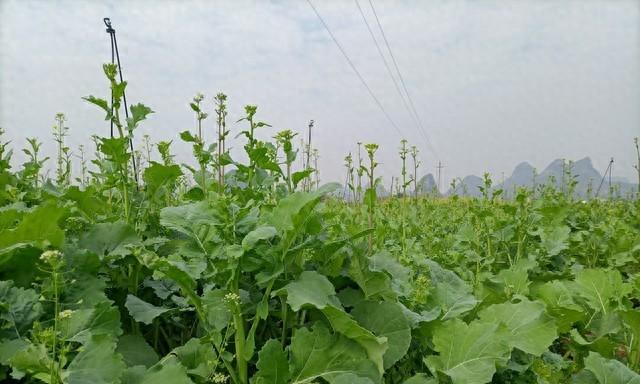 油菜冬肥是“黄金肥”！怎么施、施什么？时间用量一次讲清！