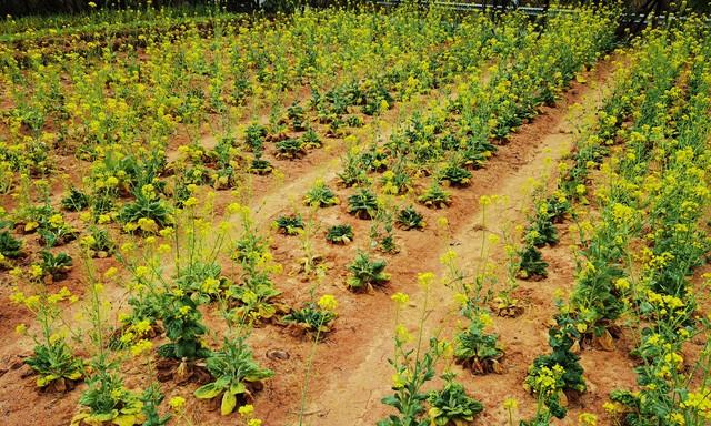 油菜冬肥是“黄金肥”！怎么施、施什么？时间用量一次讲清！