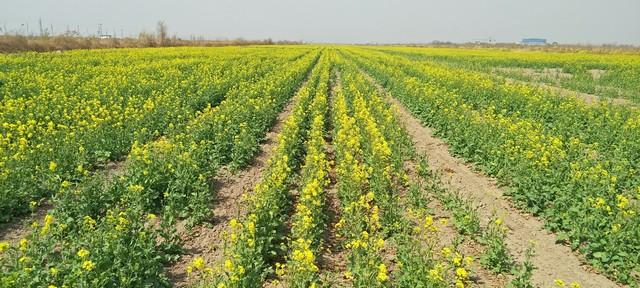 南方湿冷、北方干冷，油菜过冬攻略大不同！你对号入座了吗？