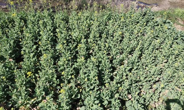 南方湿冷、北方干冷，油菜过冬攻略大不同！你对号入座了吗？