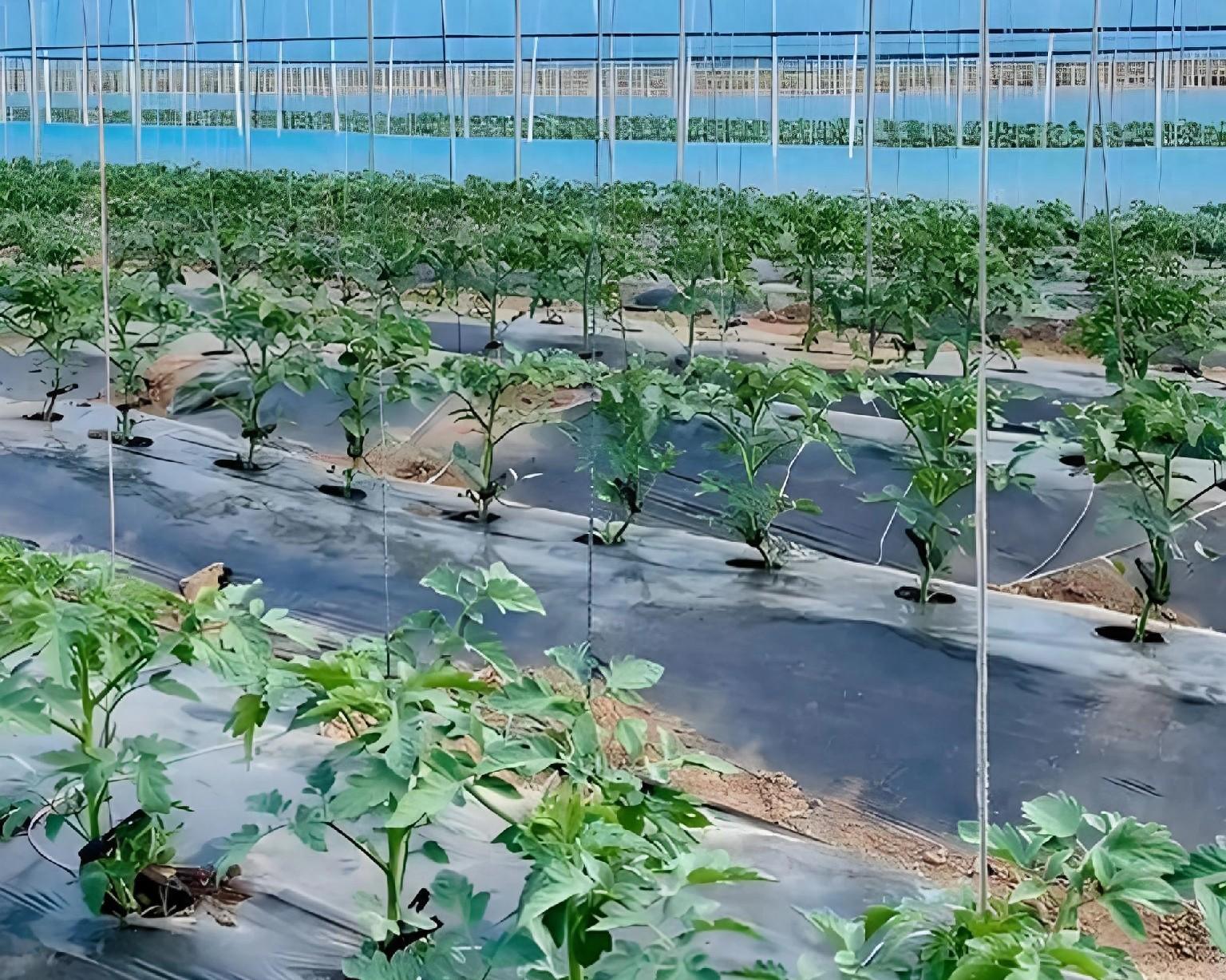 育苗还是买苗？80%菜农已不做选择，但这3类人必须自己育！