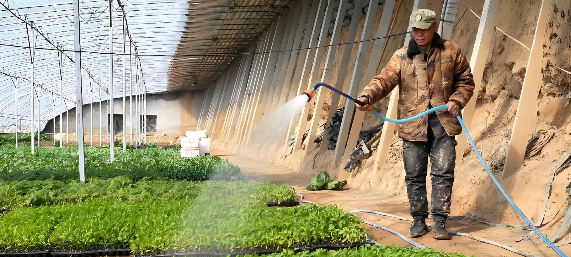 育苗还是买苗？80%菜农已不做选择，但这3类人必须自己育！