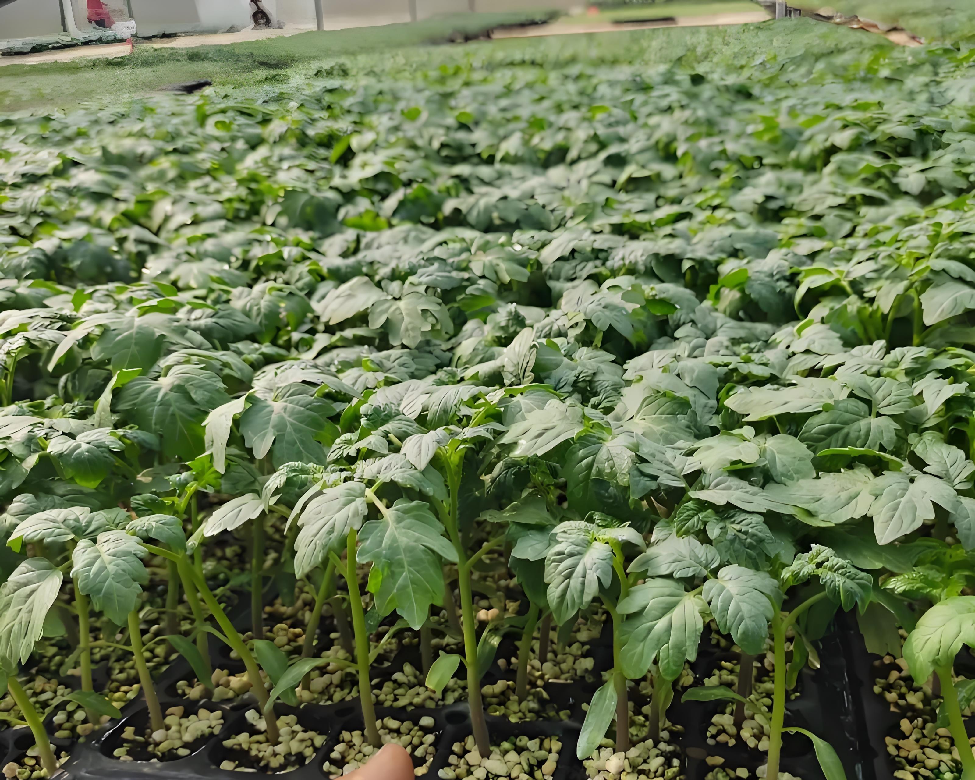 育苗还是买苗？80%菜农已不做选择，但这3类人必须自己育！