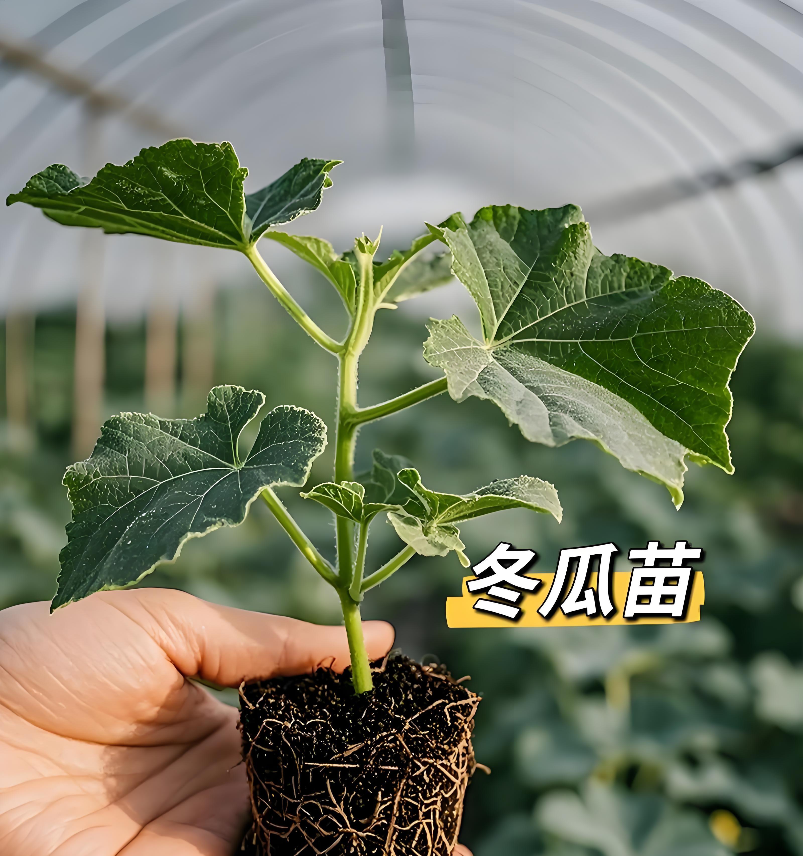 育苗还是买苗？80%菜农已不做选择，但这3类人必须自己育！