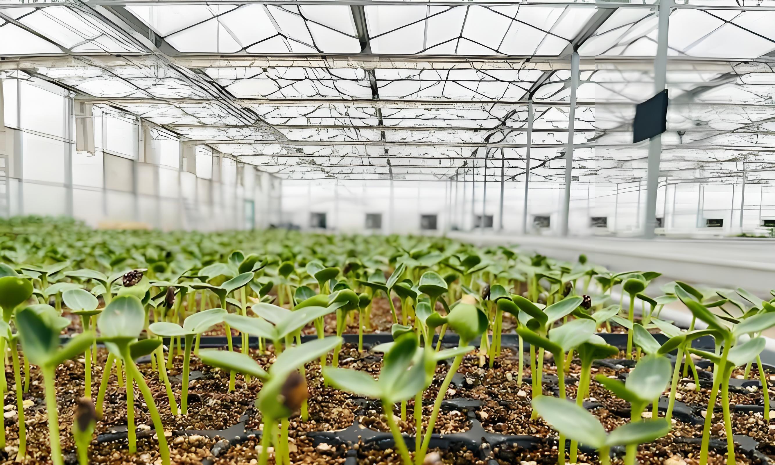 育苗还是买苗？80%菜农已不做选择，但这3类人必须自己育！