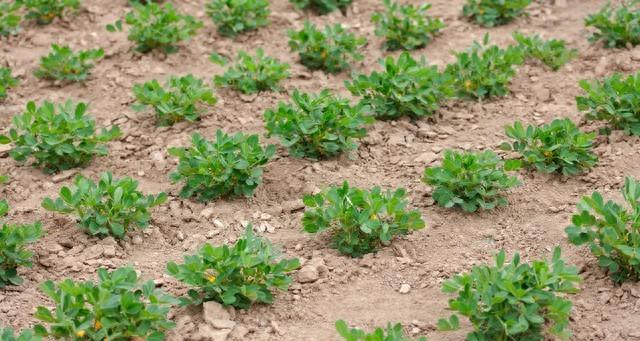 花生最怕虚胖！氮磷钾用错顺序，秧子旺、果子空，科学配方来了！
