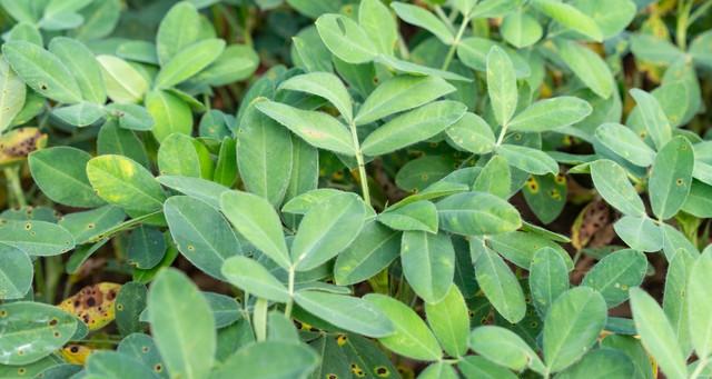 花生最怕虚胖！氮磷钾用错顺序，秧子旺、果子空，科学配方来了！