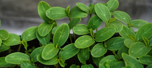 老把式三字诀，菜苗移栽不用愁！照着做，不缓苗猛发棵！