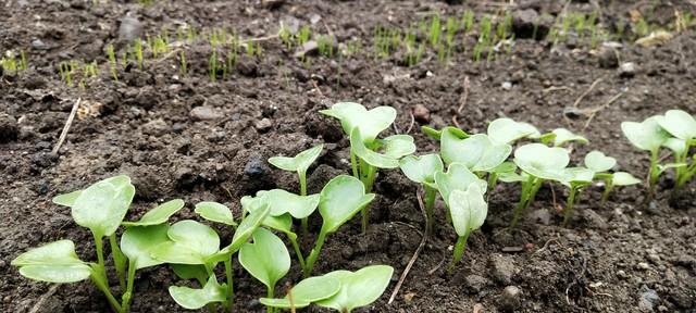 老把式三字诀，菜苗移栽不用愁！照着做，不缓苗猛发棵！